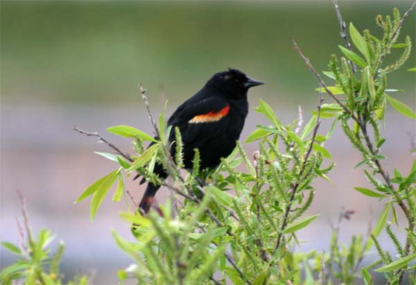 Какая-то черная птица