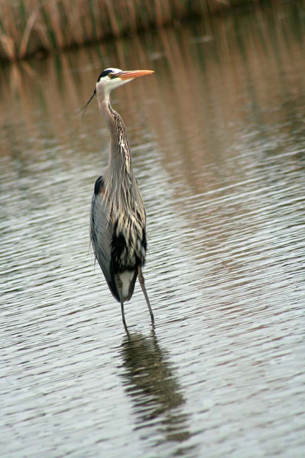 Еще фотография цапли