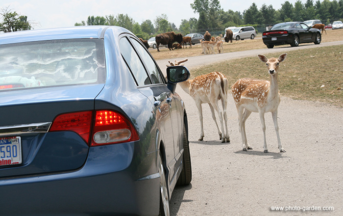 Парк African Lion Safari