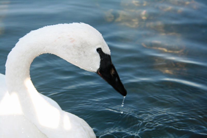 белый Лебедь