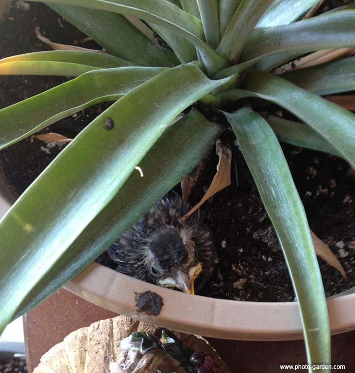 птенец долетался