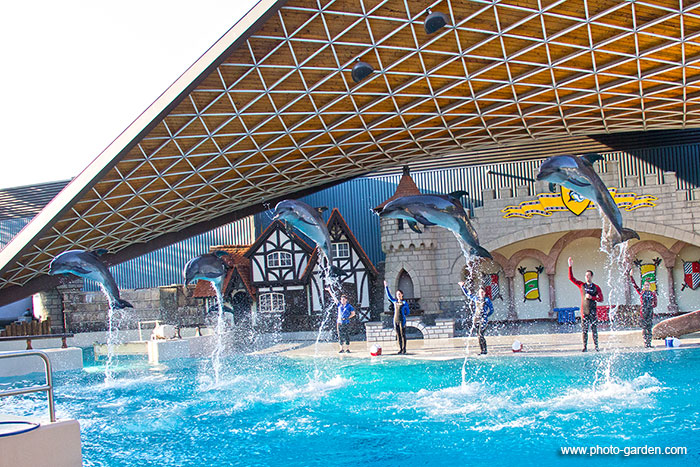 Фотография дельфинов