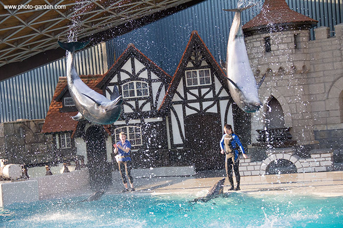 Дельфинарий в Канаде