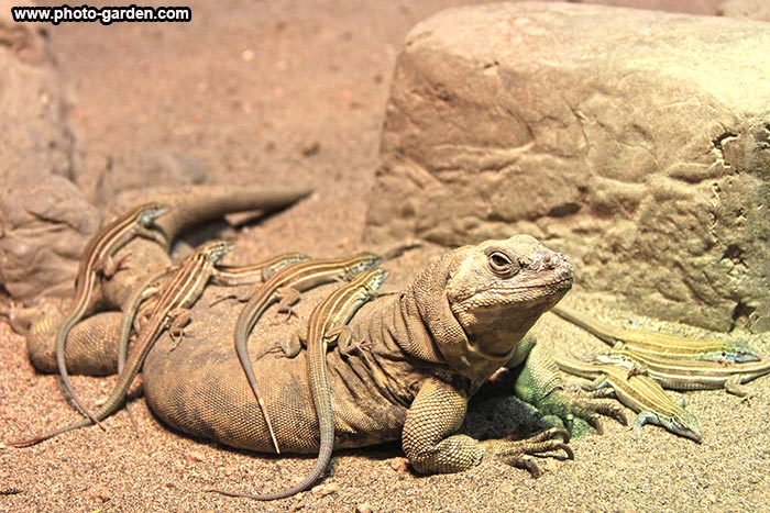 Ящерица мама с детьми