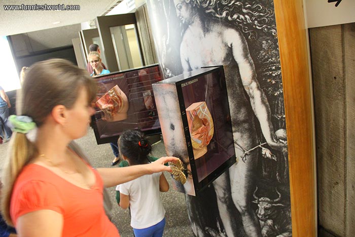 Внутренности половых органов